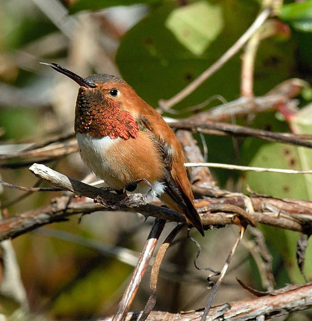 Male Rufous hummingbird.