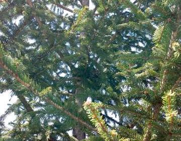 Nest in evergreen tree by Beverly Baker