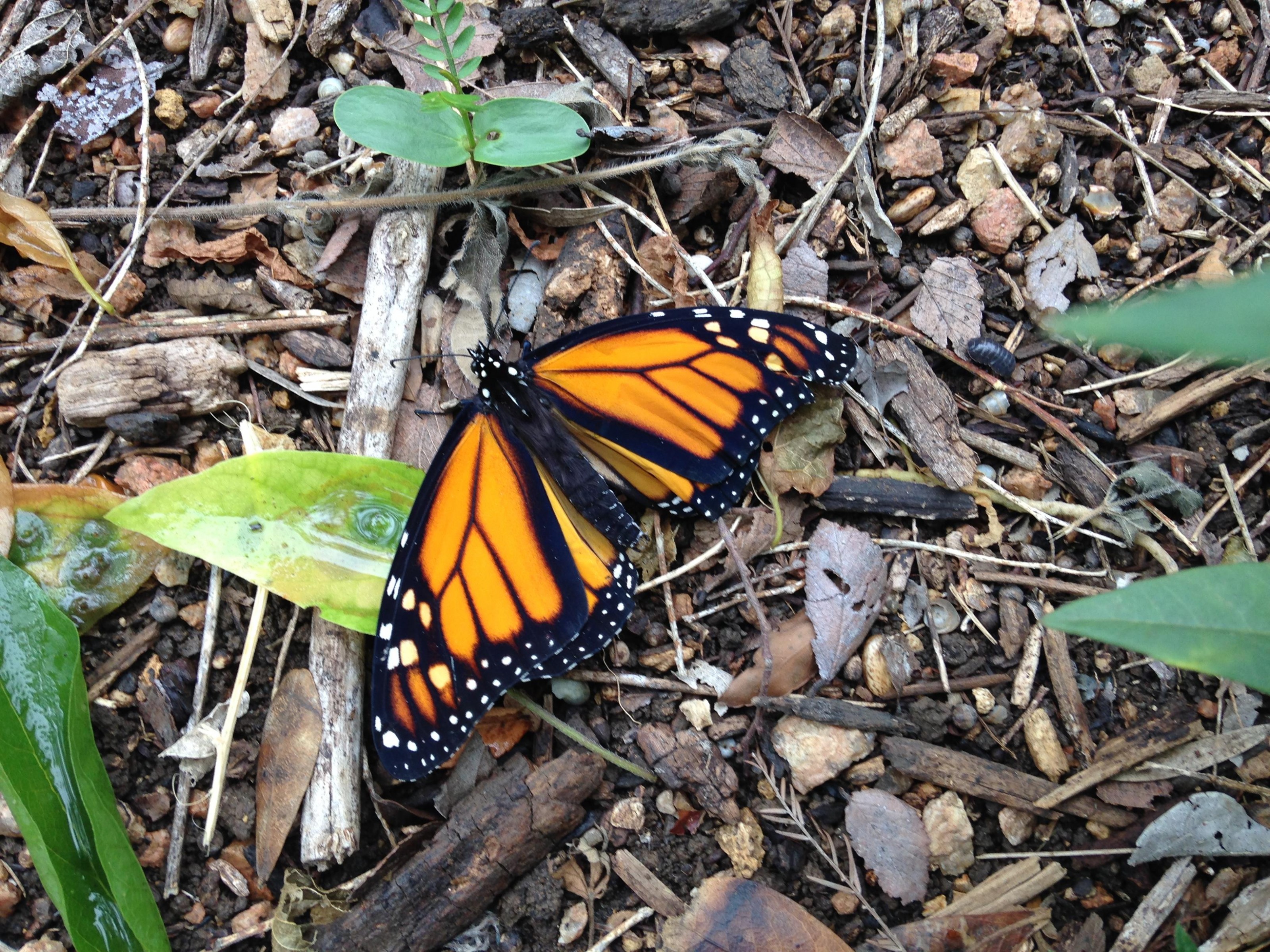 First Generation Monarch in Austin, Texas on May 1, 2018