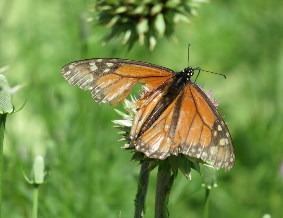 Faded monarch nectaring in Driftwood, Texas on May 6, 2018