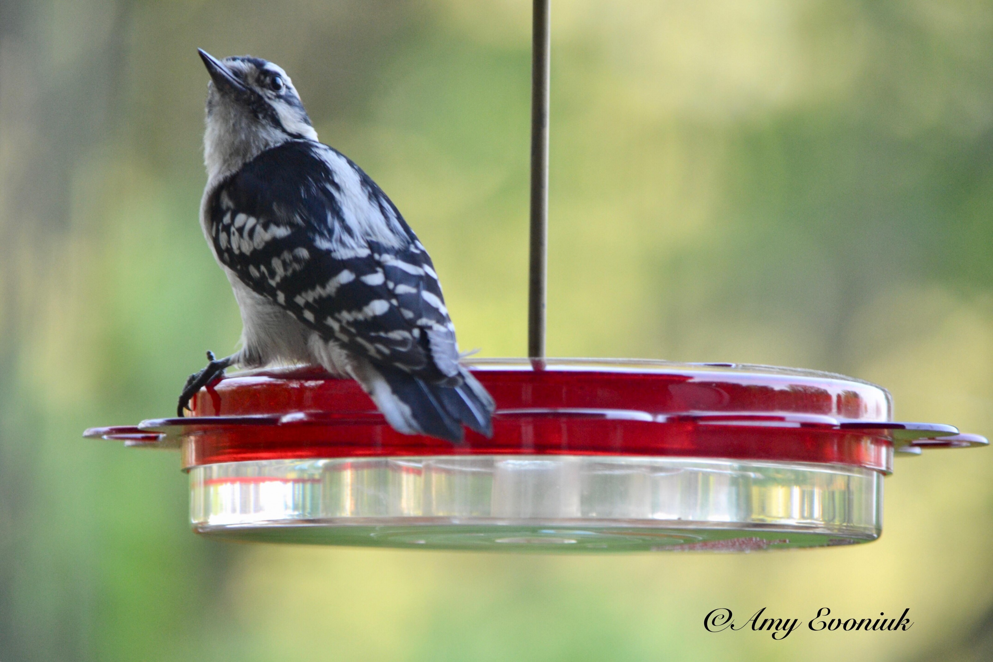 woodpecker on nectar feeder