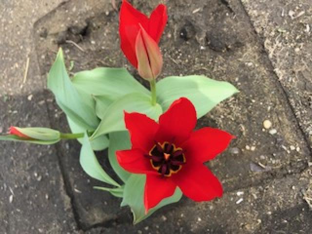one blooming tulip