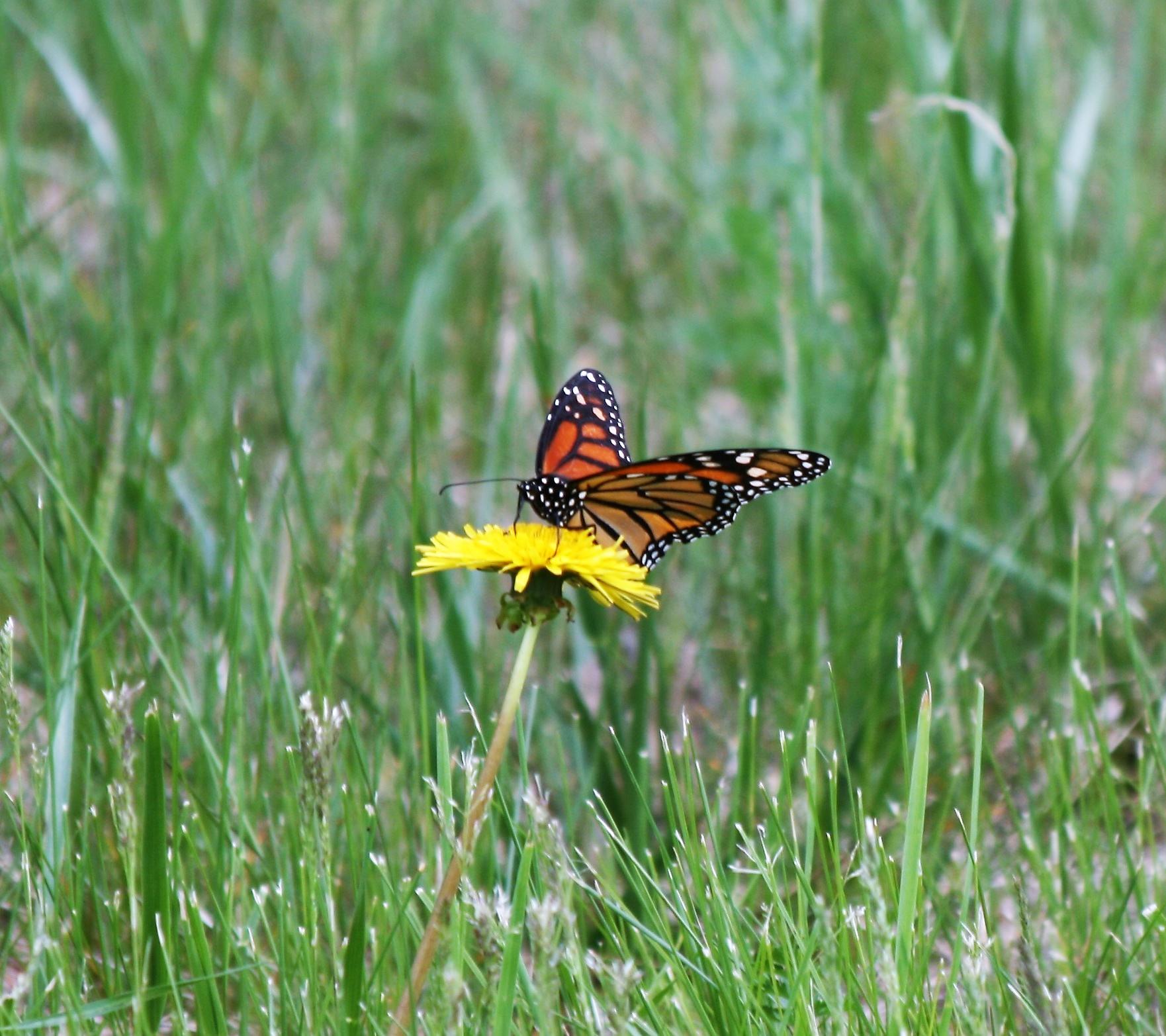 Nectaring in Michigan