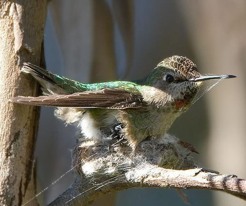 hummer on nest