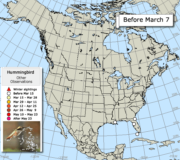 Other observations hummingbird map