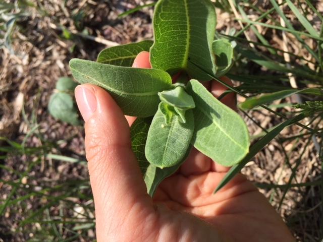 Monarch Butterfly Egg in Manitoba