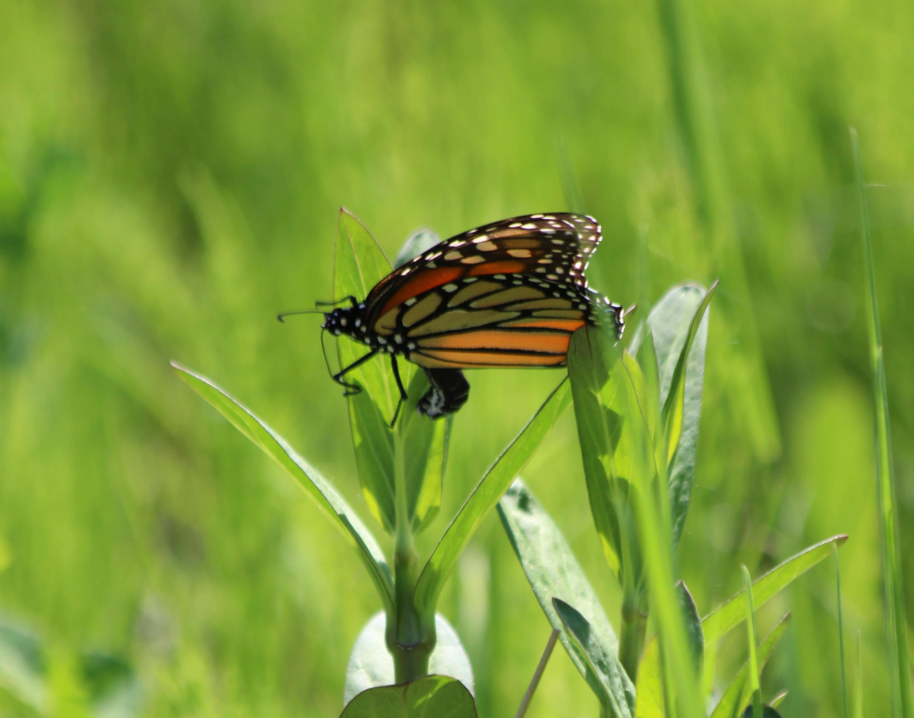 Monarch Butterfly Laying Eggs in Ontario