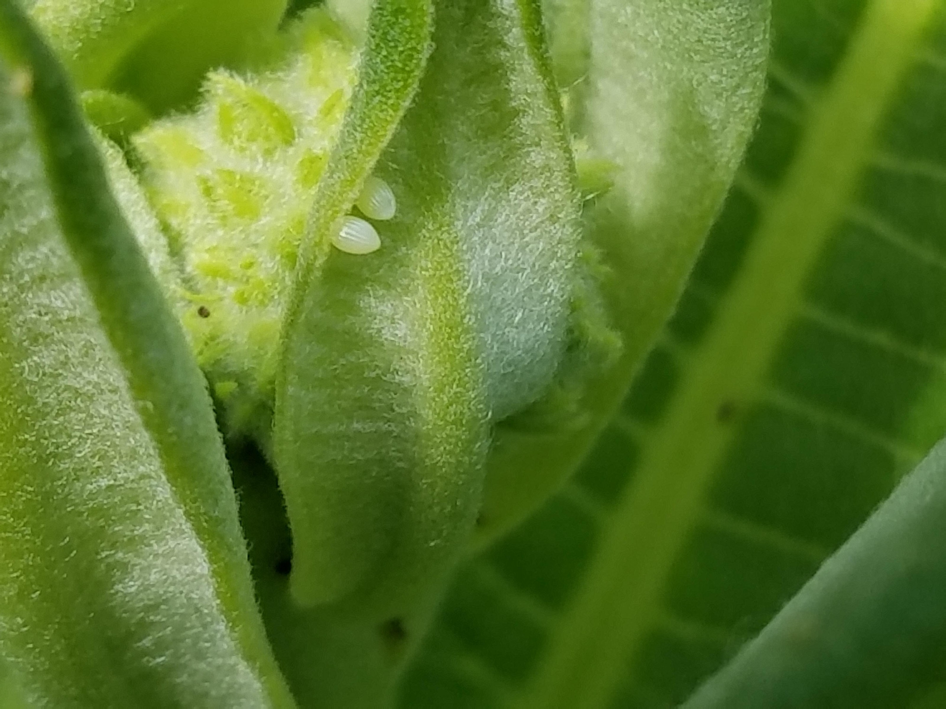 Monarch Butterfly Eggs in Ontario