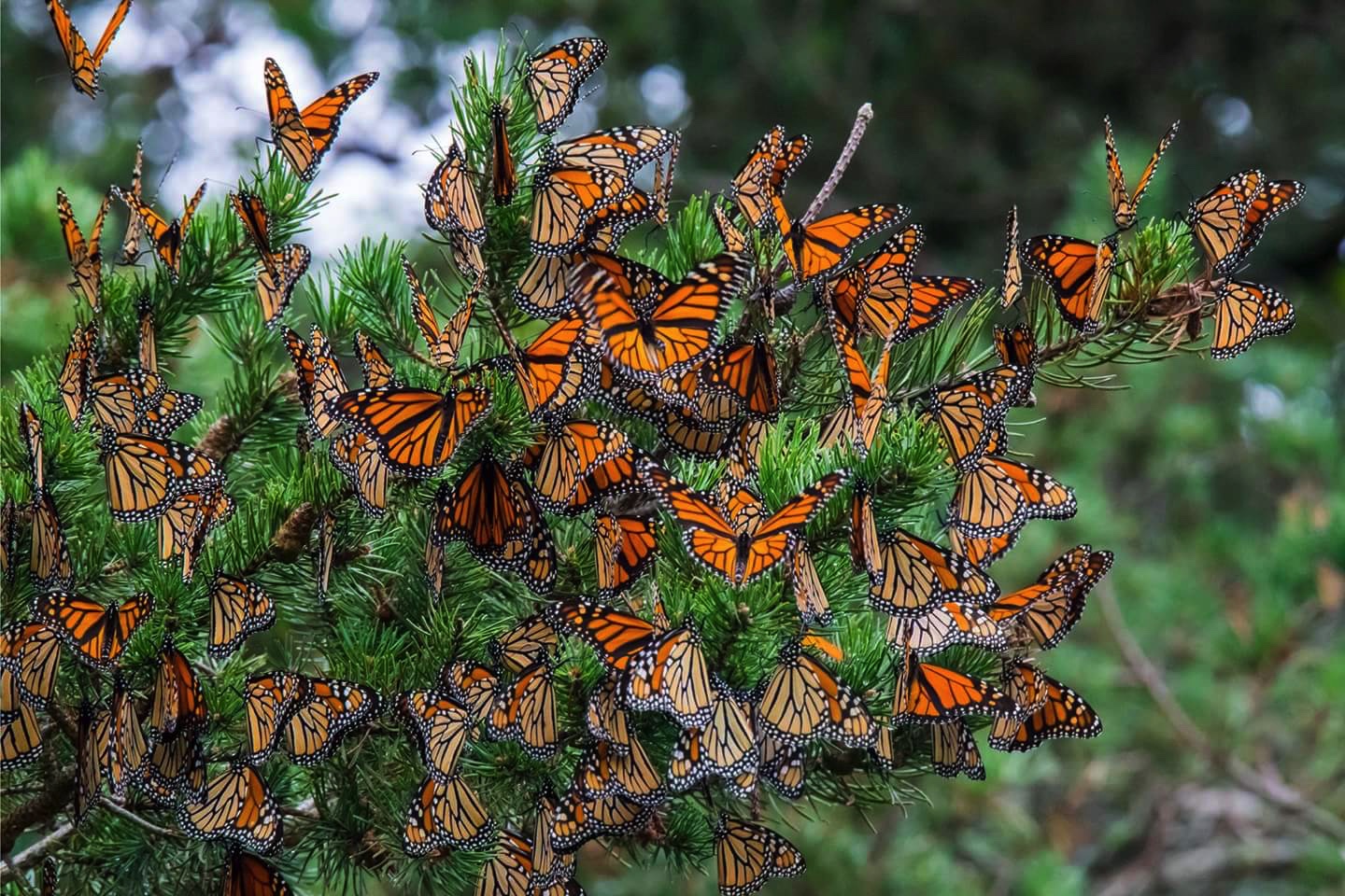 Monarch butterflies roosting in East Tawas, Michigan