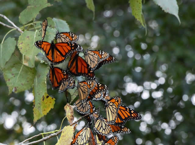 Monarch Butterfly