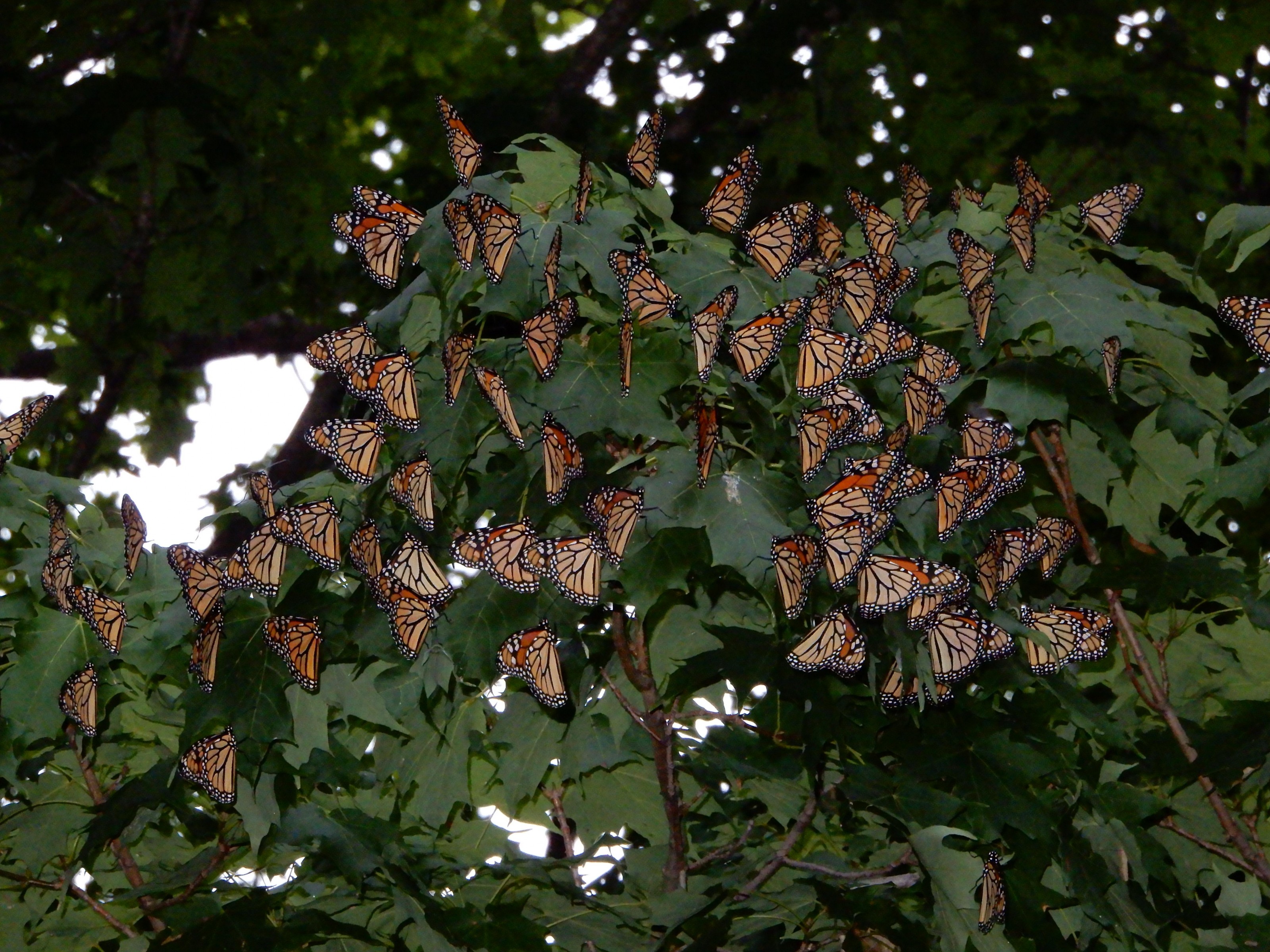 Monarch butterflies roosting in Put-in-Bay, Ohio by Candy Sarikonda