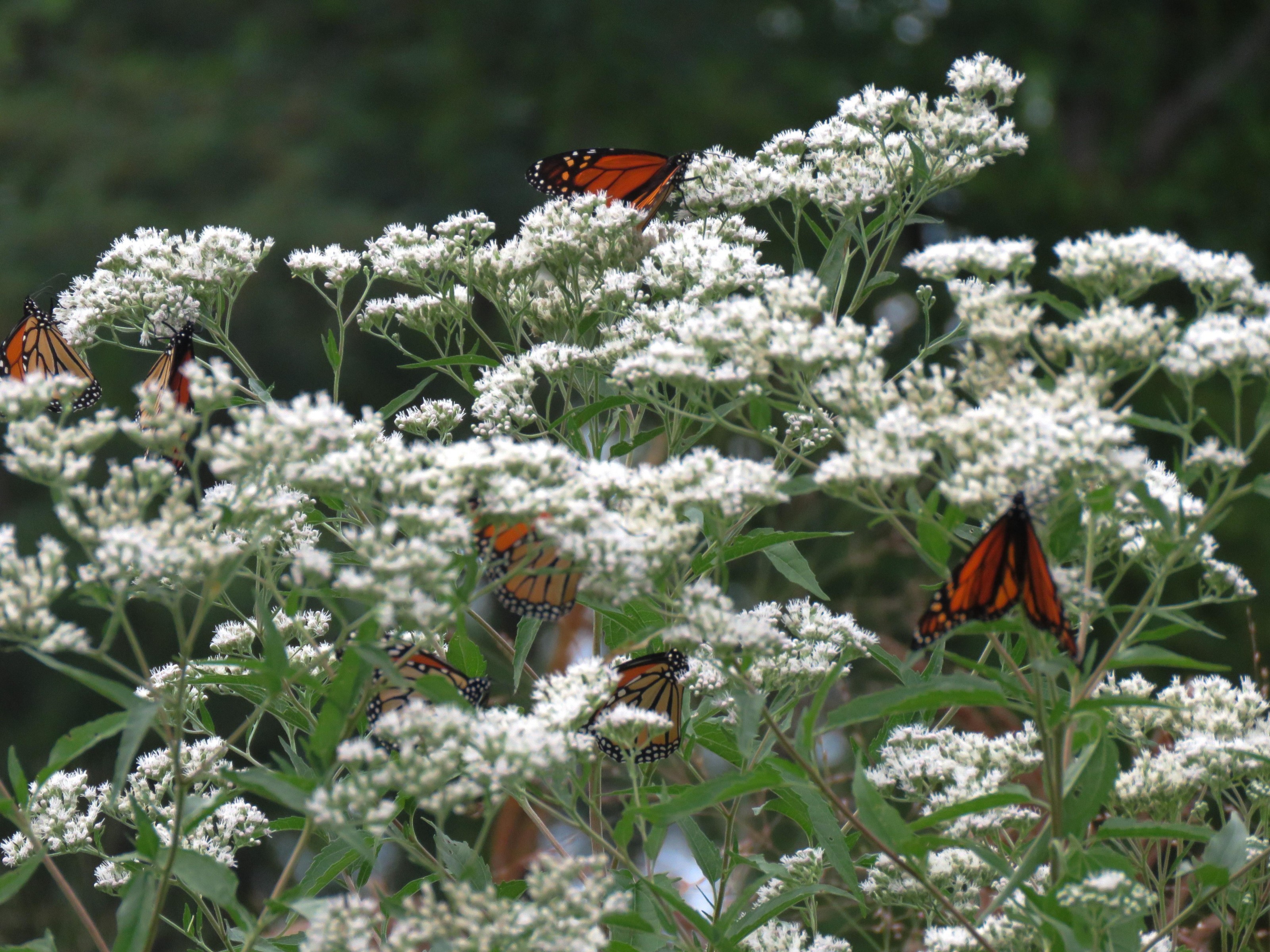 Monarch Butterflies nectaring in Cleveland, Ohio by Joan Scharf