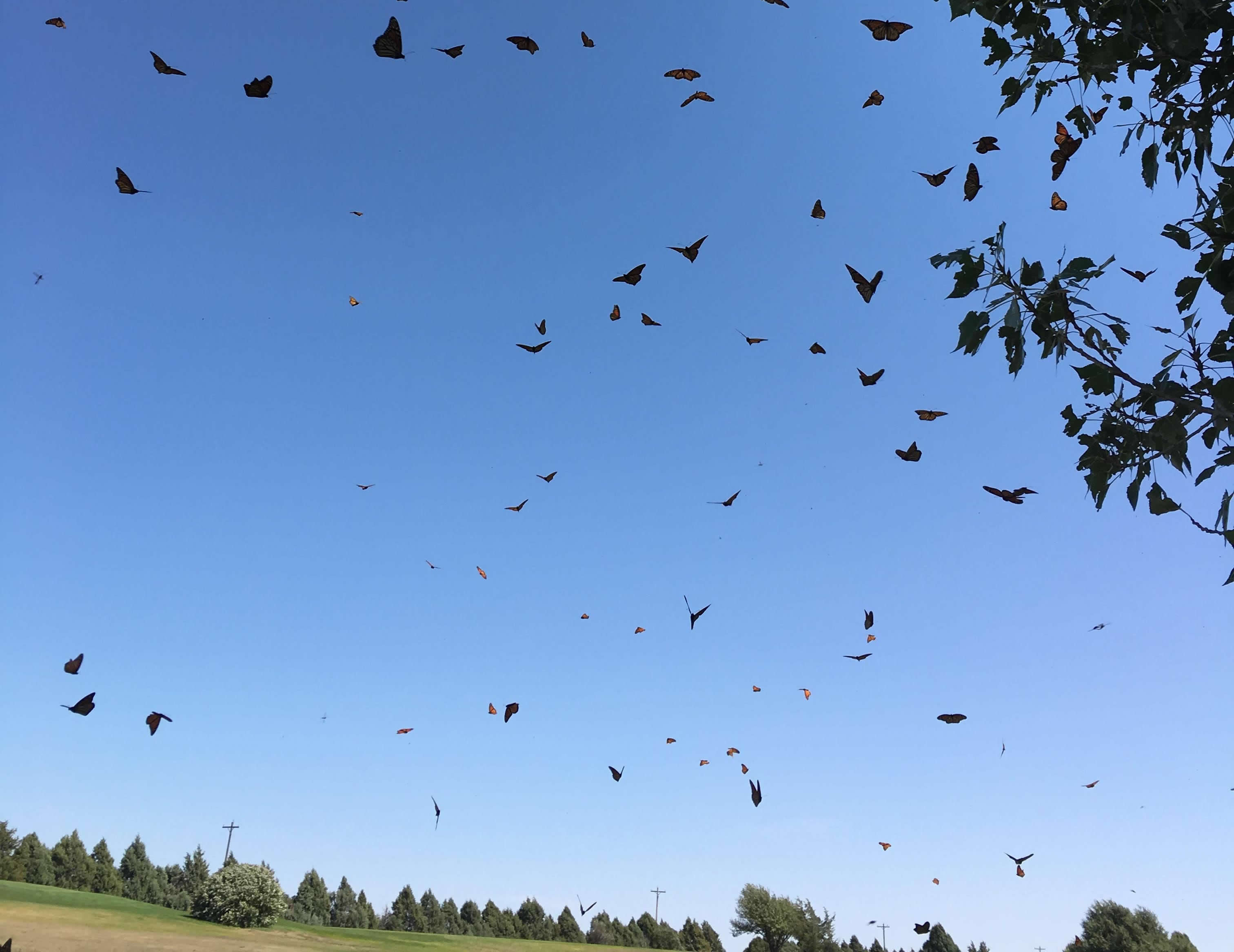 Monarch Butterflies by Susanne Workman