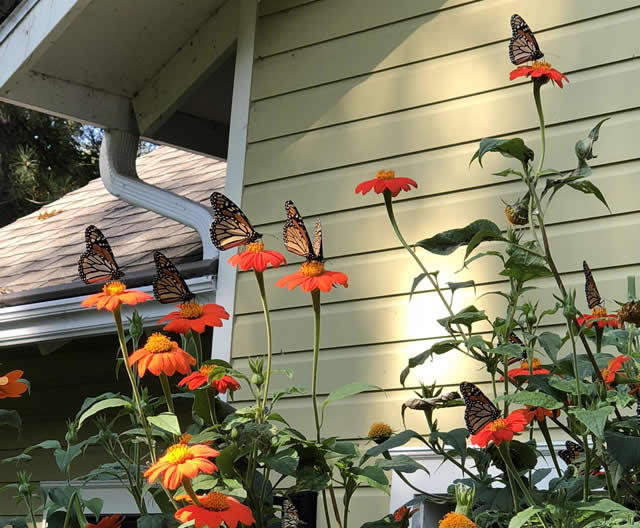 Monarch butterflies nectaring in Red Wing, MN