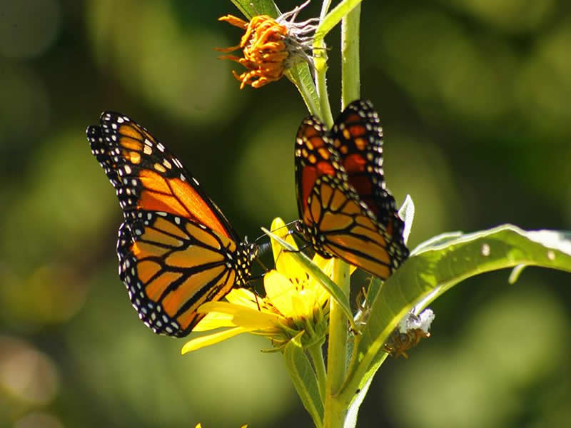 Nectaring in Kansas