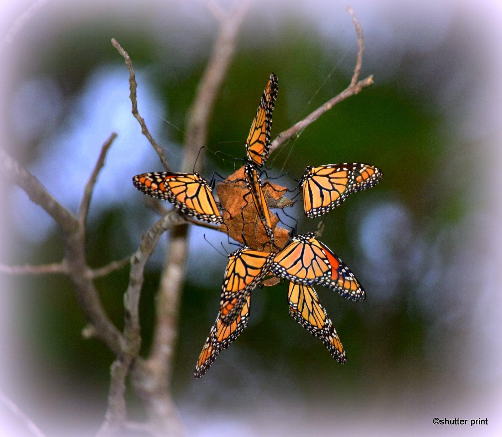 Monarch Butterflies by Pam Stewart