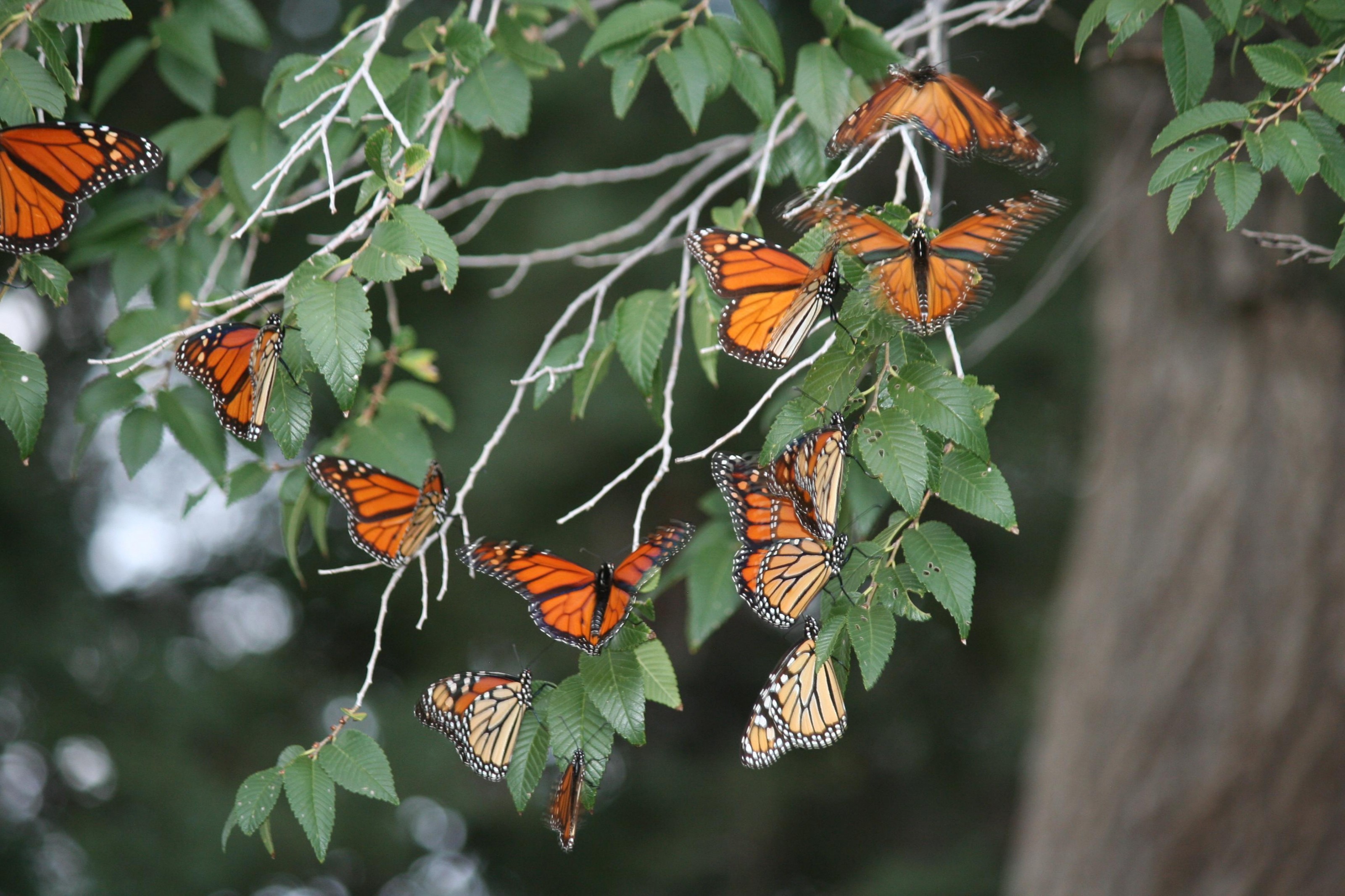 Monarch Butterfly Roost in New Mexico by Betty Williamson