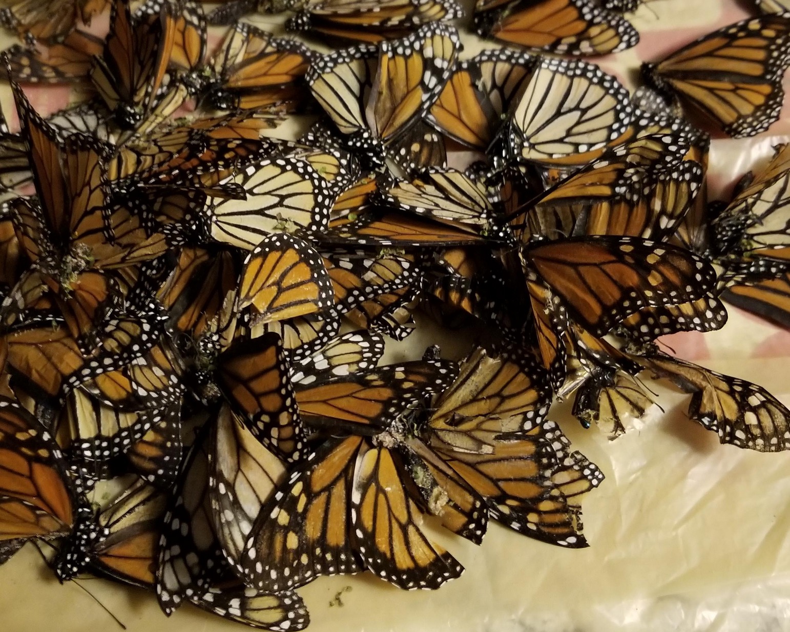 Monarch Butterflies by Sue Foster