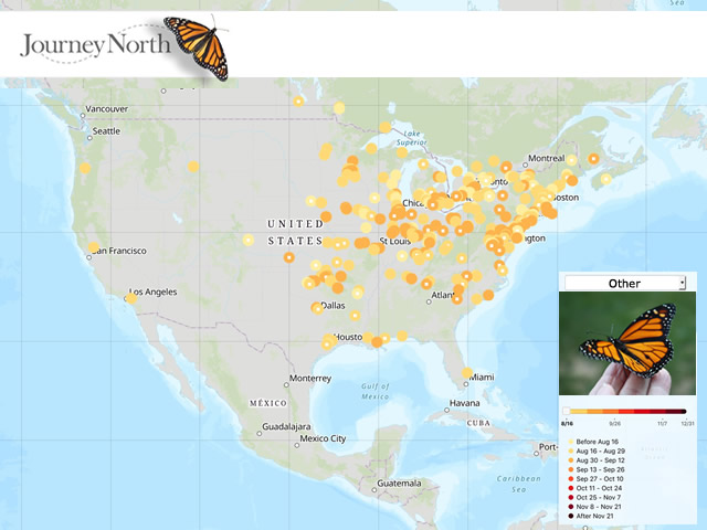 Hummingbird Map Fall 2018 Other Observations