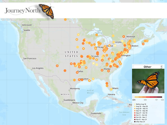 Other Monarch Butterfly Observations Fall 2018