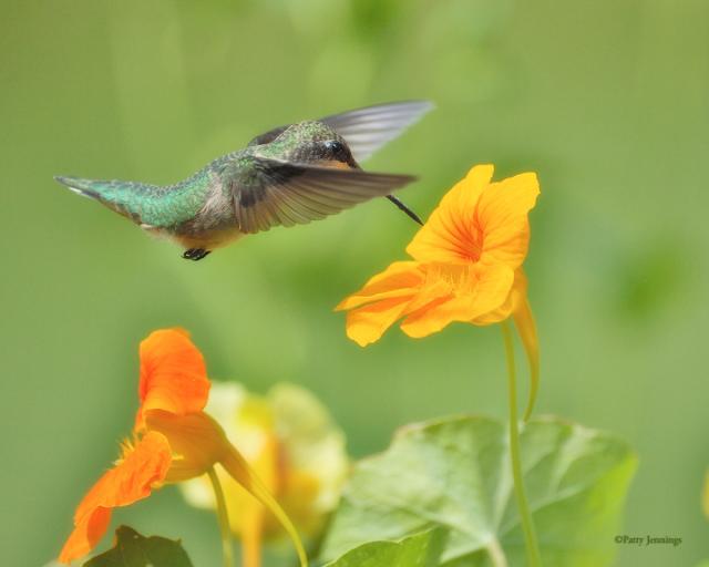 Image of hummingbird by Patty Jennings