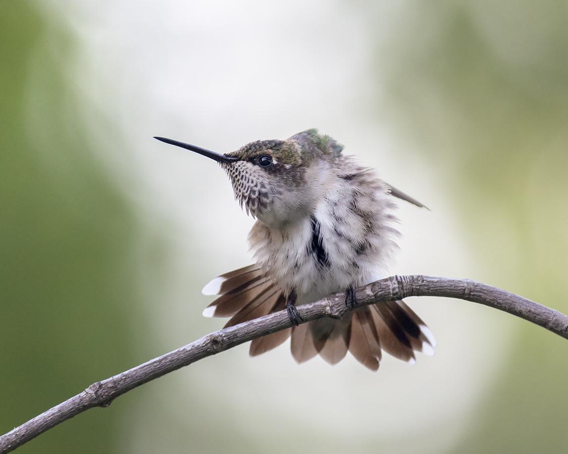 Image of Hummingbird Preening by Bud Hensley