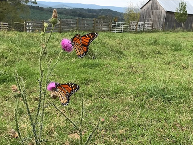 Monarch butterflies by Chris Fox