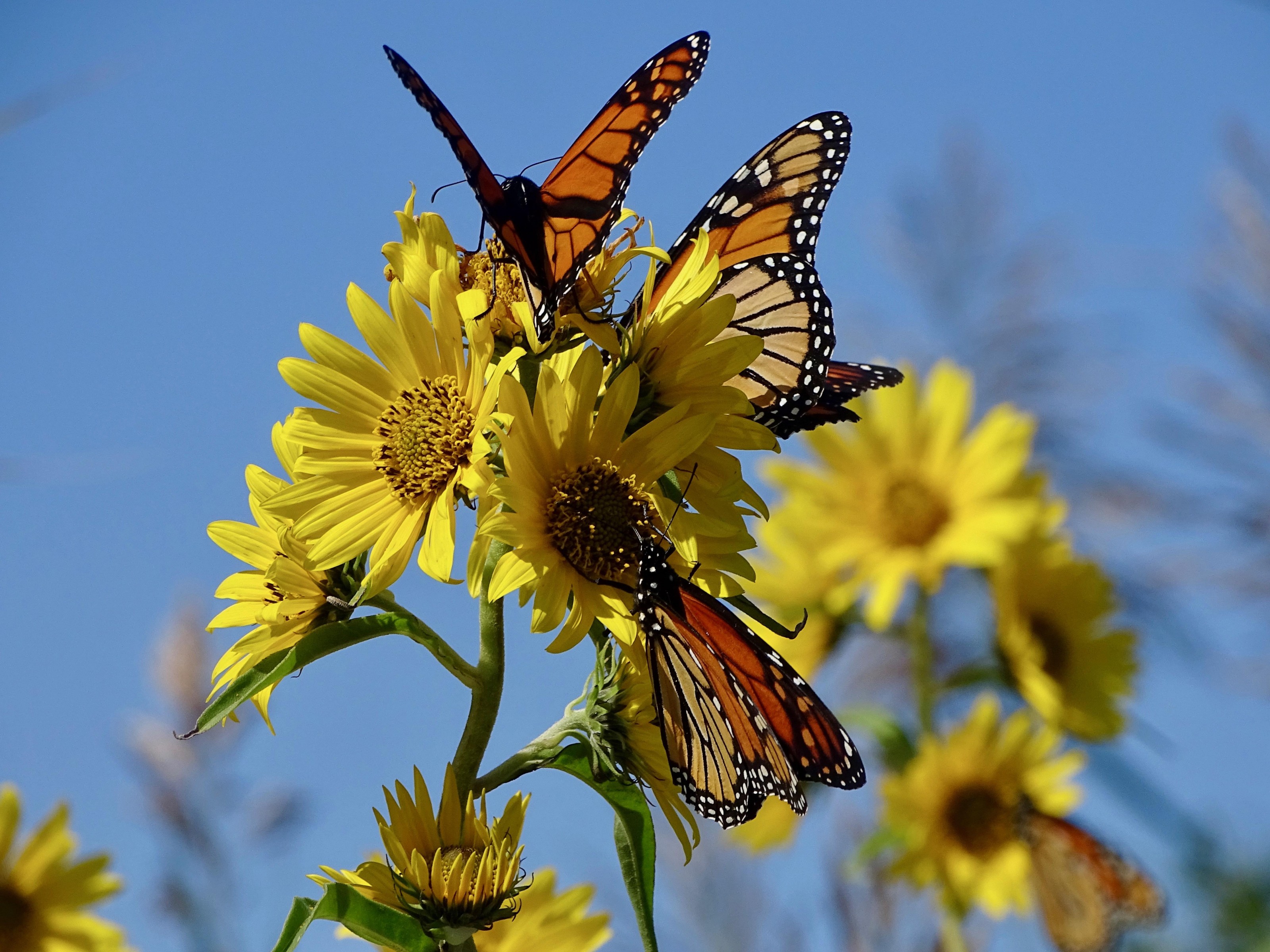 560 Monarch Butterflies is in 5 Hours