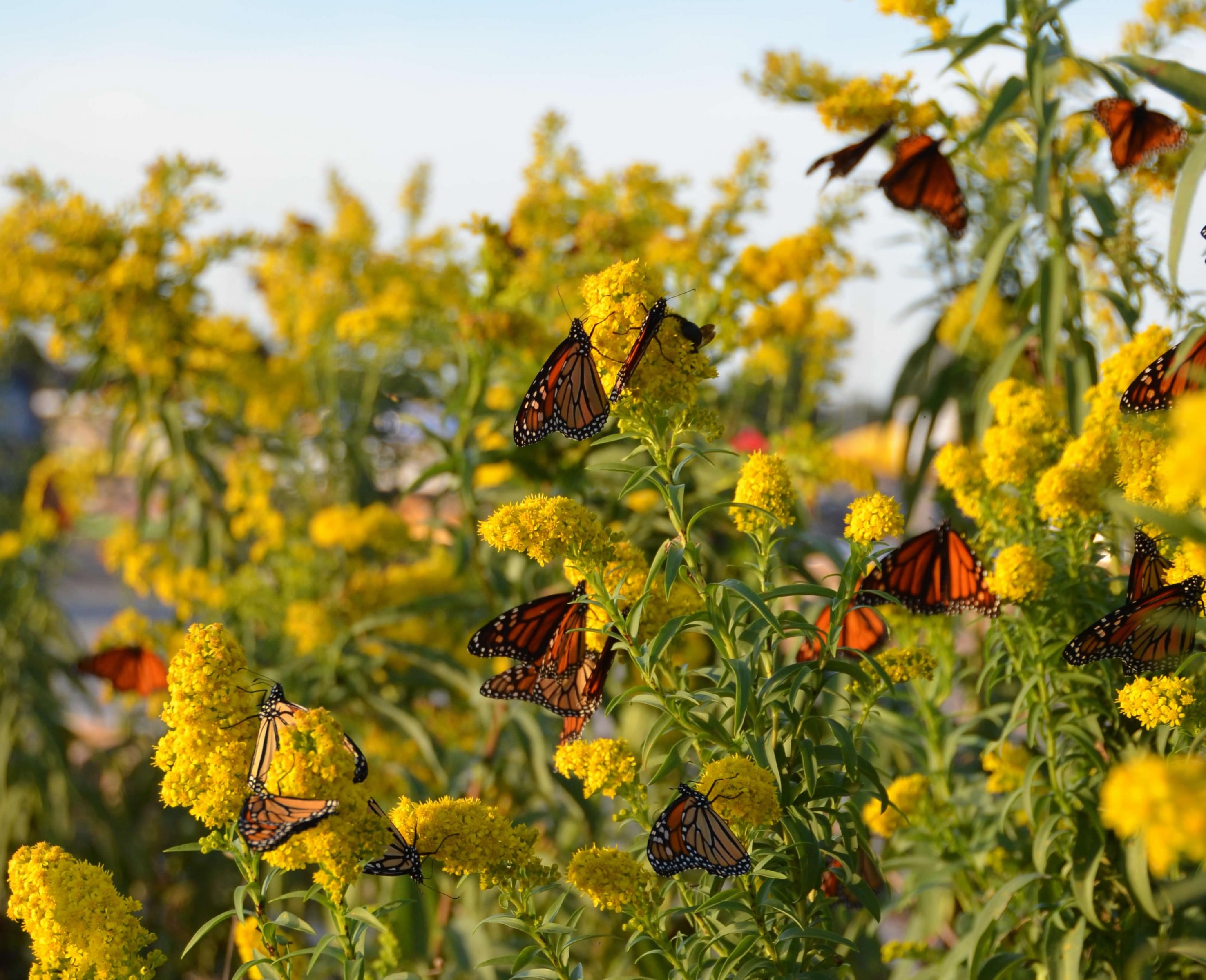 Monarch Butterflies by Student in Westport, CT 