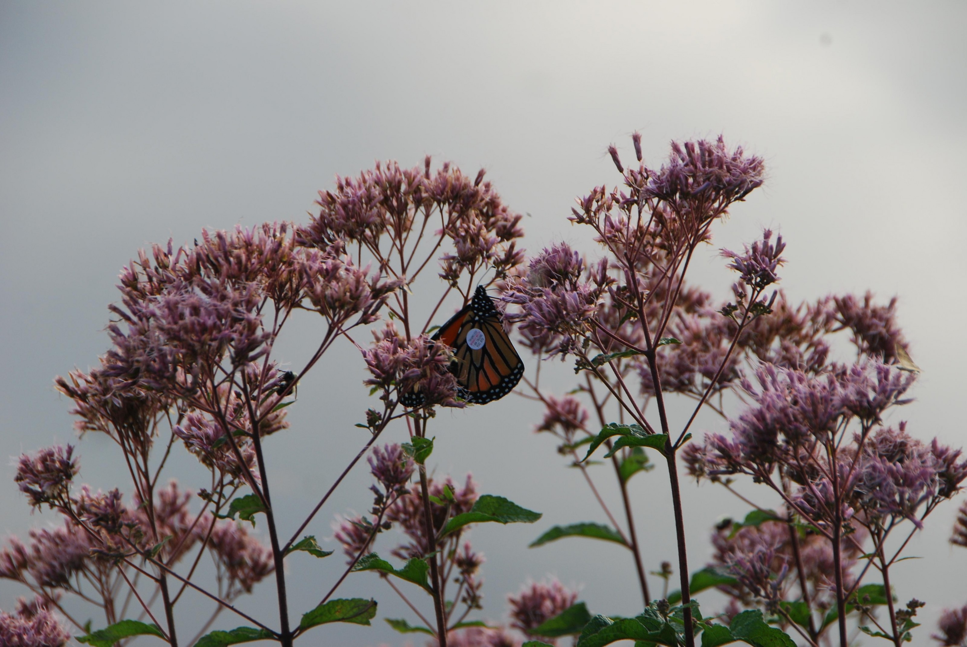 Image of a tagged monarch butterfly found by John Hooven