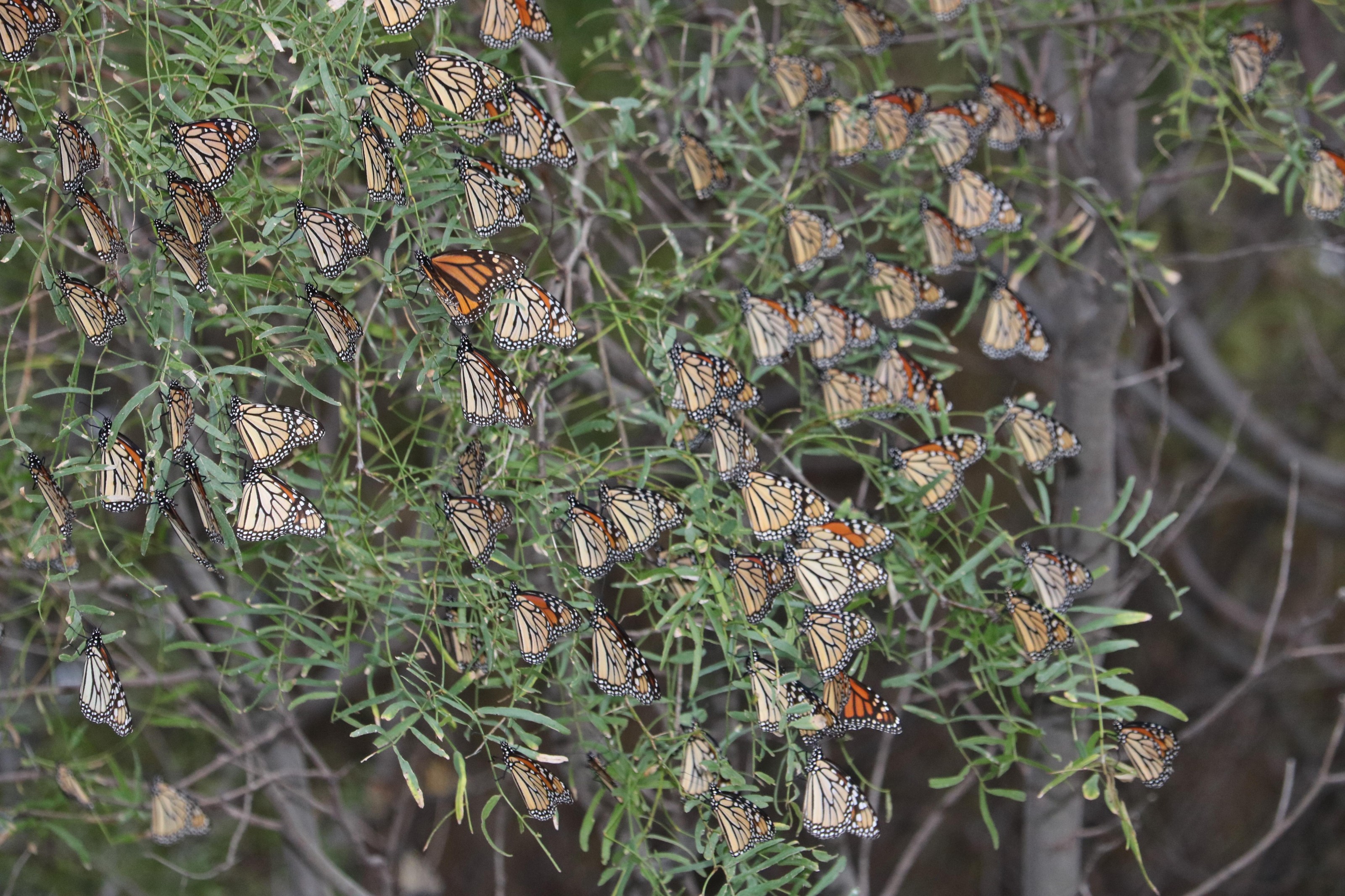 Monarch Butterflies Roosting by Lynn Seman