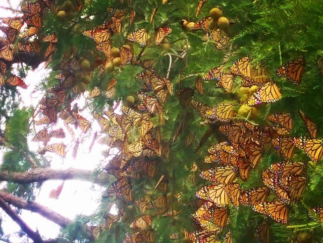 Monarch Butterflies Roosting by Amy Lindemann