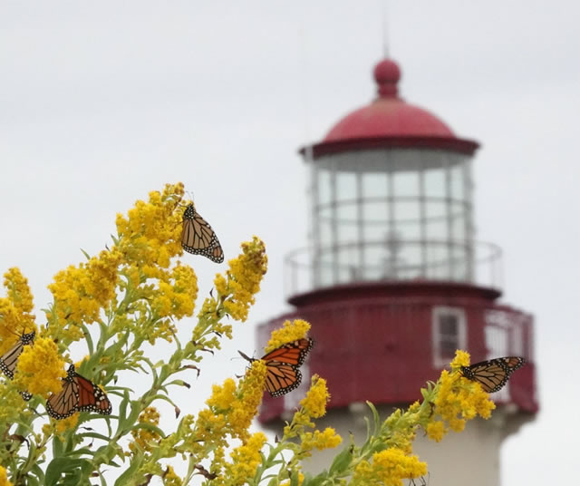 Monarch Butterflies by Paige Cunningham