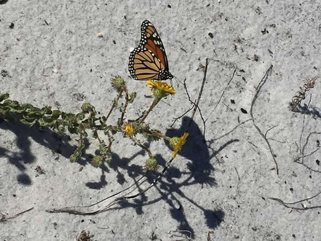 Image of a monarch butterfly by Gloria Gonzalez