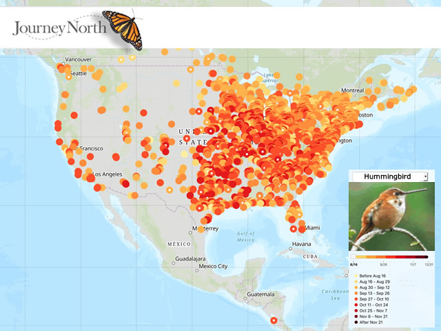 Hummingbird Migration Fall 2018: All Sightings