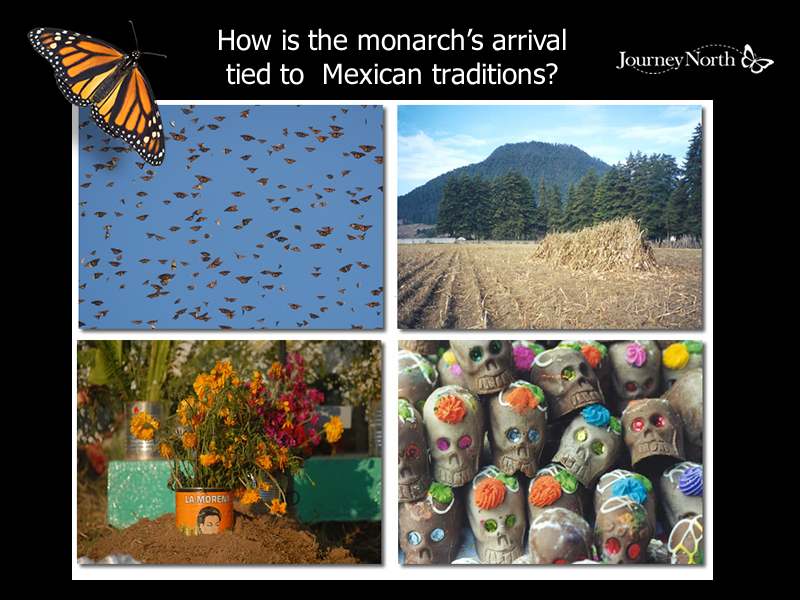 Monarch Arrival and Mexican Traditions