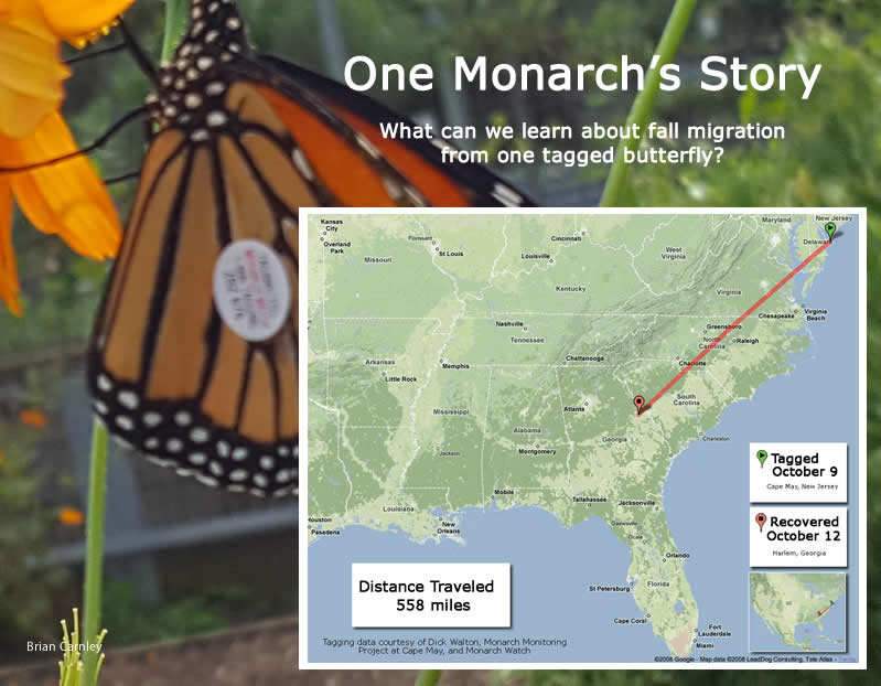 Journal: One Monarch's Story