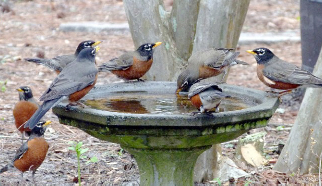 Robins drinking at bird bath