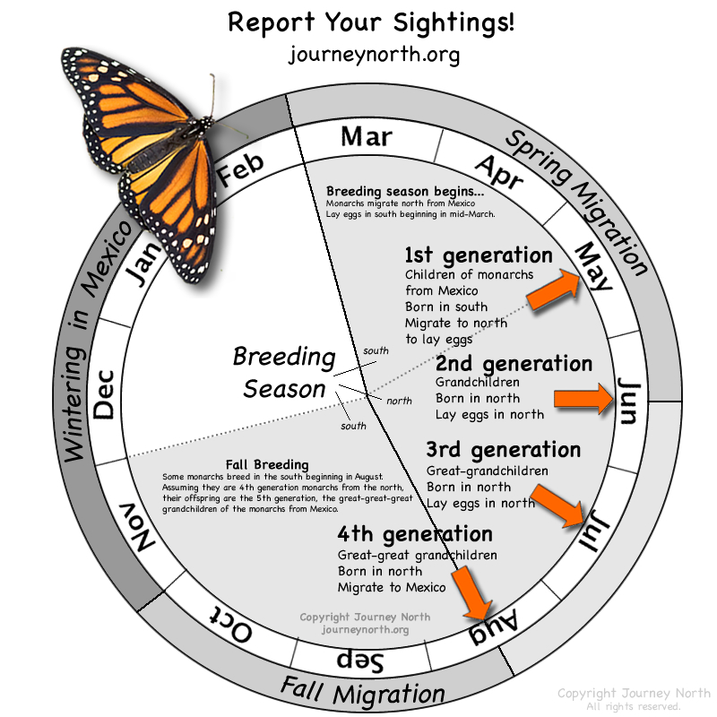 Annual Monarch Butterfly Cycle