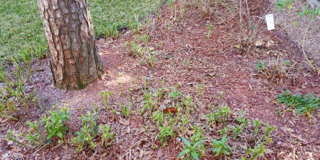 Milkweed Growing, January 2019, Houston, TX