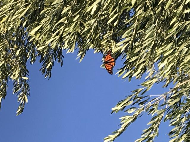 Monarch resting on an olive tree