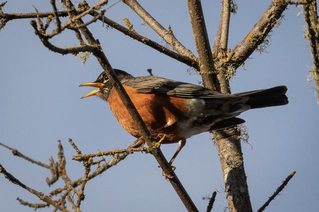 02/07/2019 Too Many Robins To Count