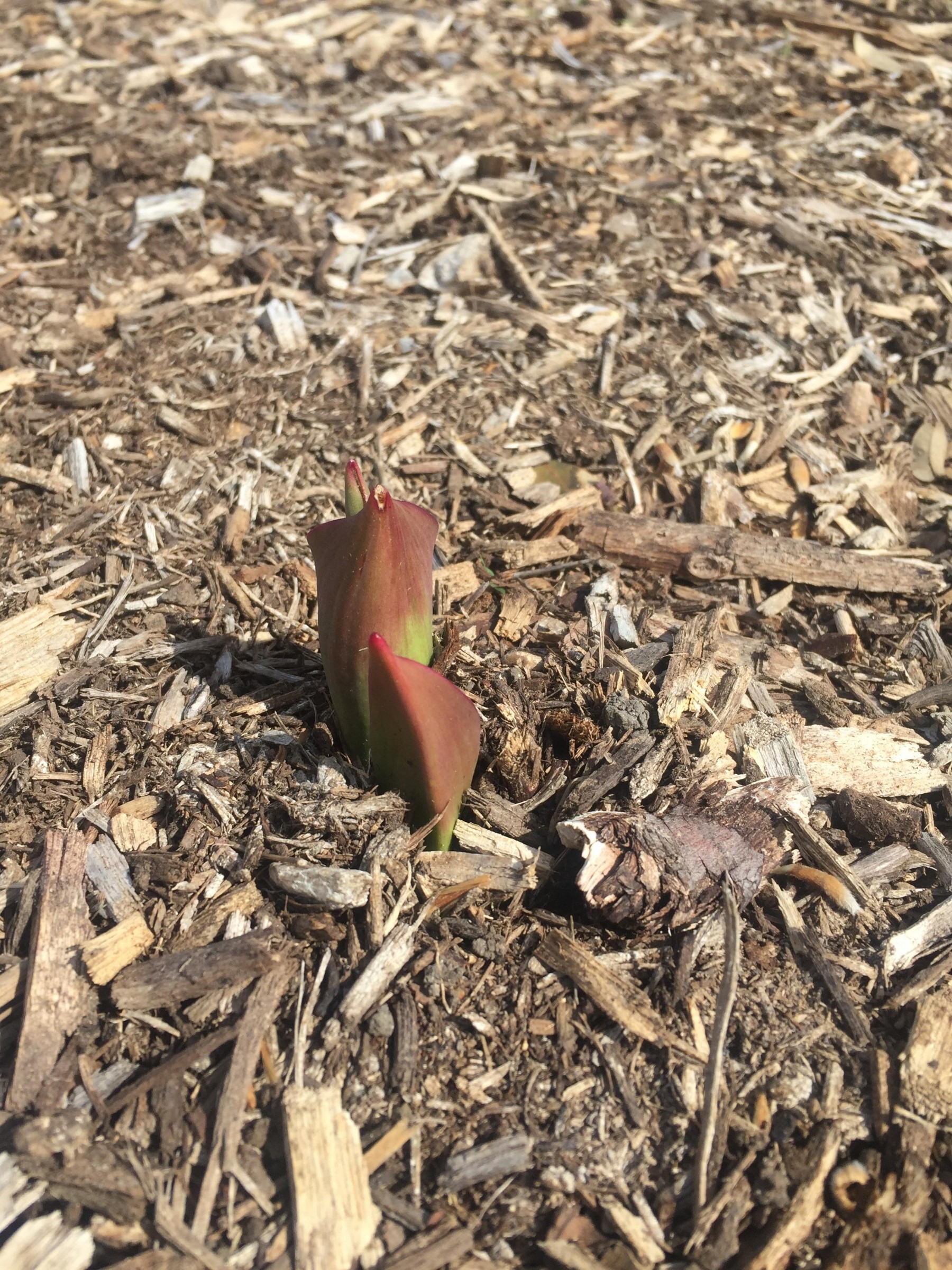 Tulips Emerging, Garland, TX  (02/11/2019)