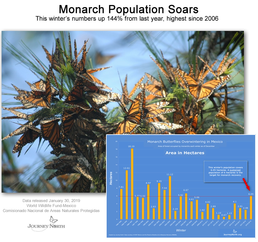 Monarch Population in Mexico infographic 2019