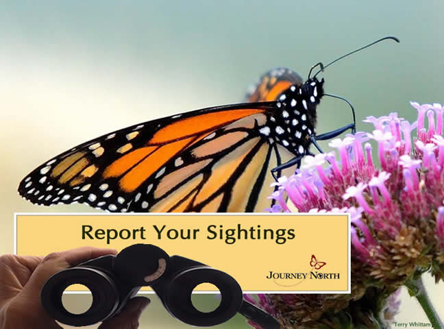 Report Your Monarch Sightings