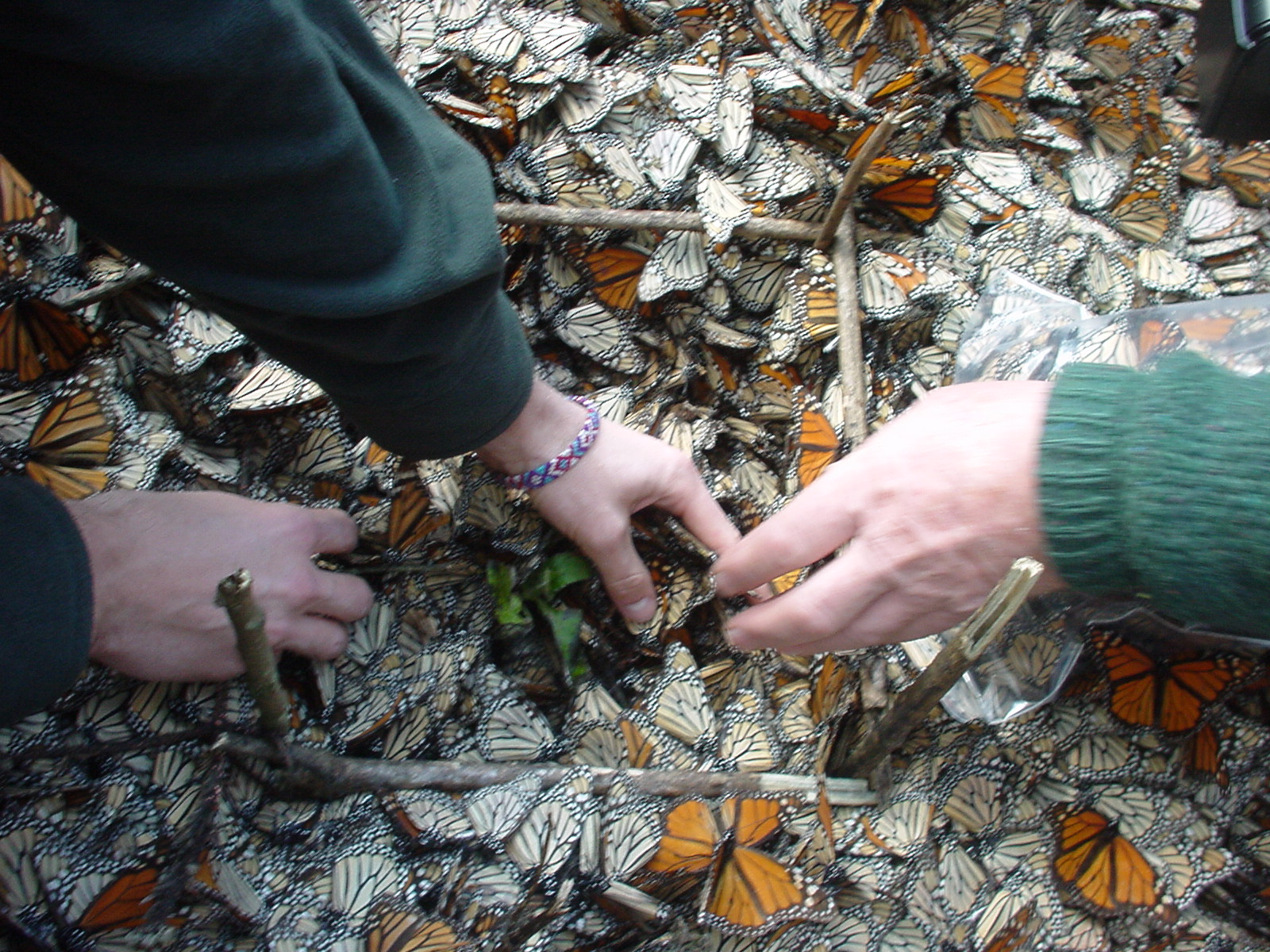 Counting monarchs in a grid