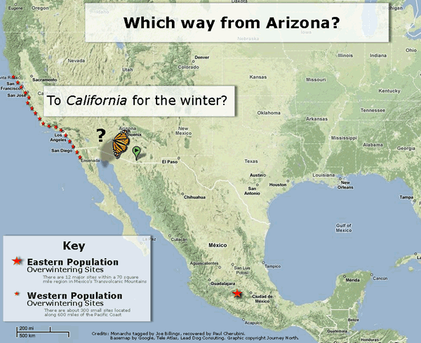 Where Do Arizona Monarchs Overwinter?
