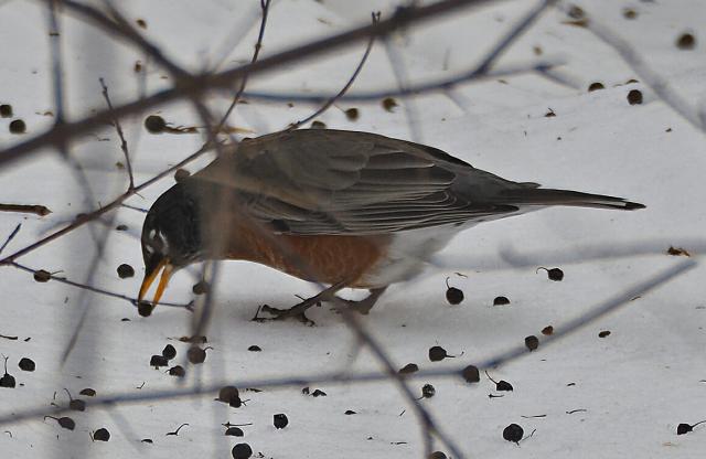 Foraging on tree berries (02/20/2019)