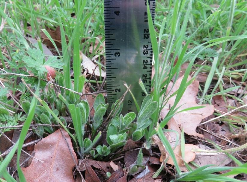 Milkweed Emerging in Driftwood, Texas on March 10, 2019