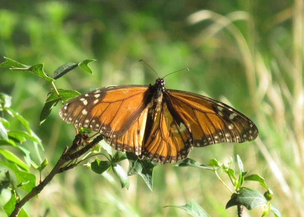 Tattered Male Monarch Butterfly in Driftwood, TX